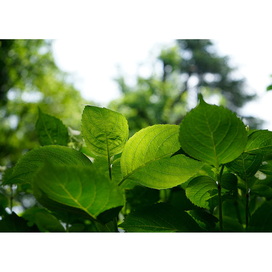 【直筆サイン入り】蒼井嵐樹 写真パネル #2「発芽」