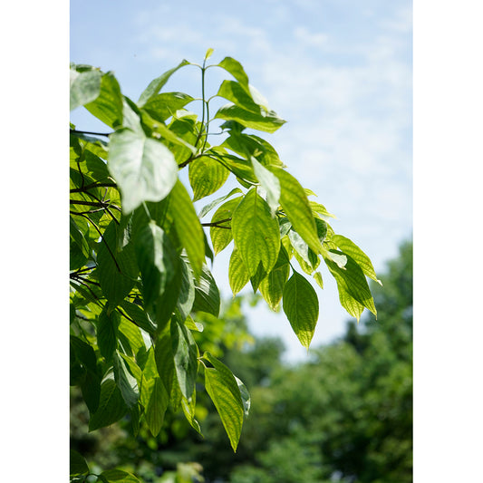 【直筆サイン入り】蒼井嵐樹 写真パネル #6「緑」