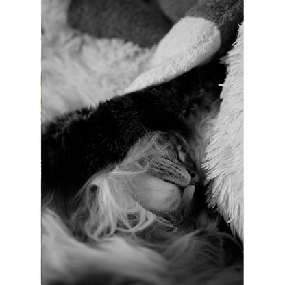 [Autographed] Aoi Arashiki Photo Panel #13 "Dreaming"