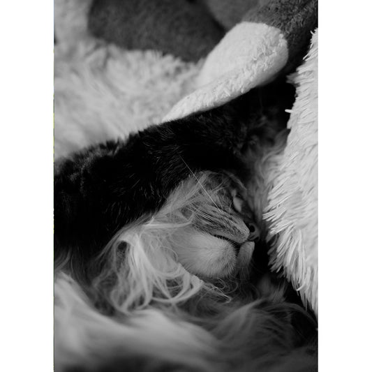 【直筆サイン入り】蒼井嵐樹 写真パネル #13「夢見」