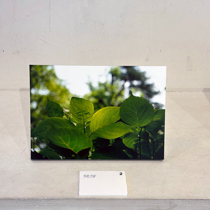 【直筆サイン入り】蒼井嵐樹 写真パネル #2「発芽」