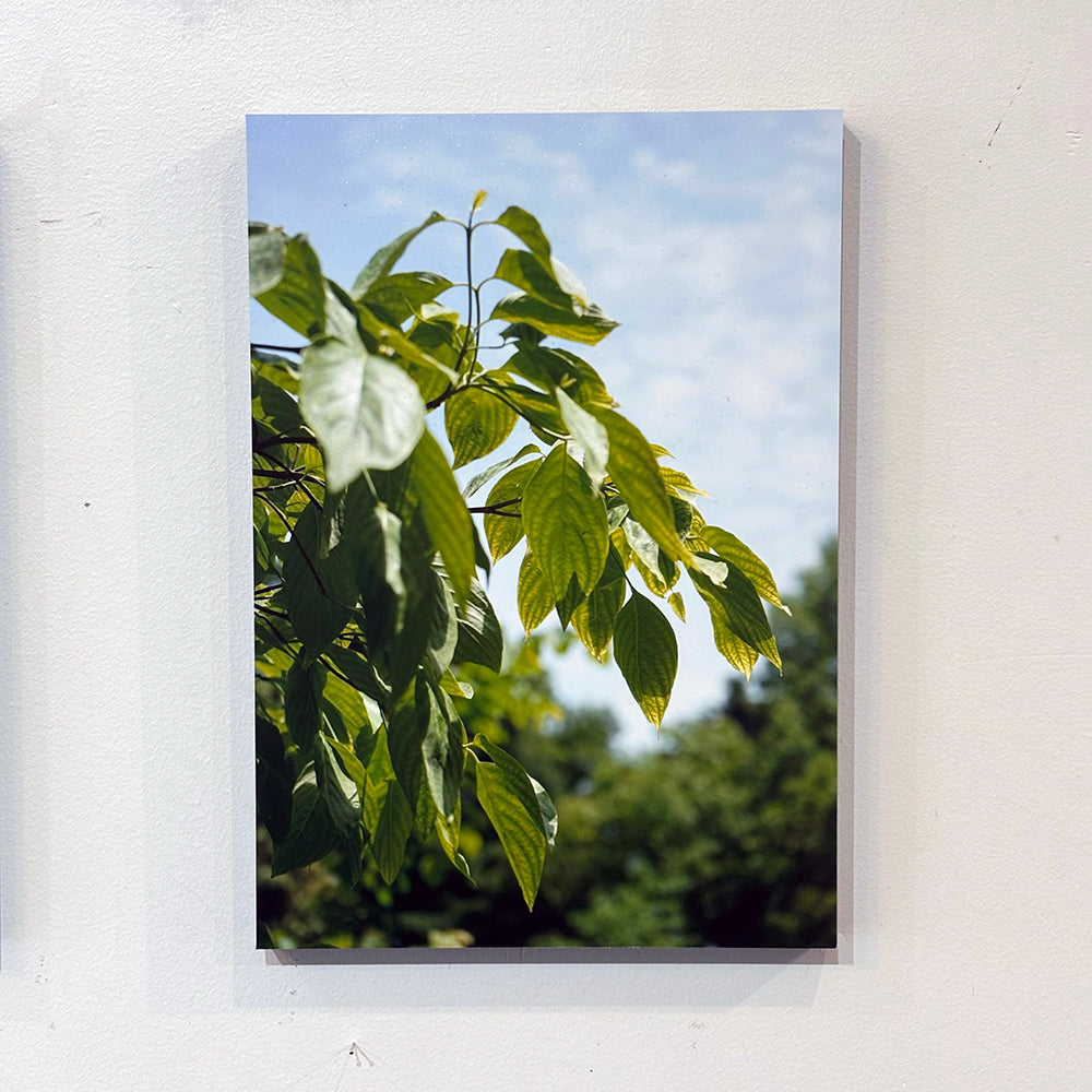 【直筆サイン入り】蒼井嵐樹 写真パネル #6「緑」