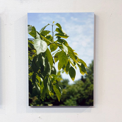 【直筆サイン入り】蒼井嵐樹 写真パネル #6「緑」