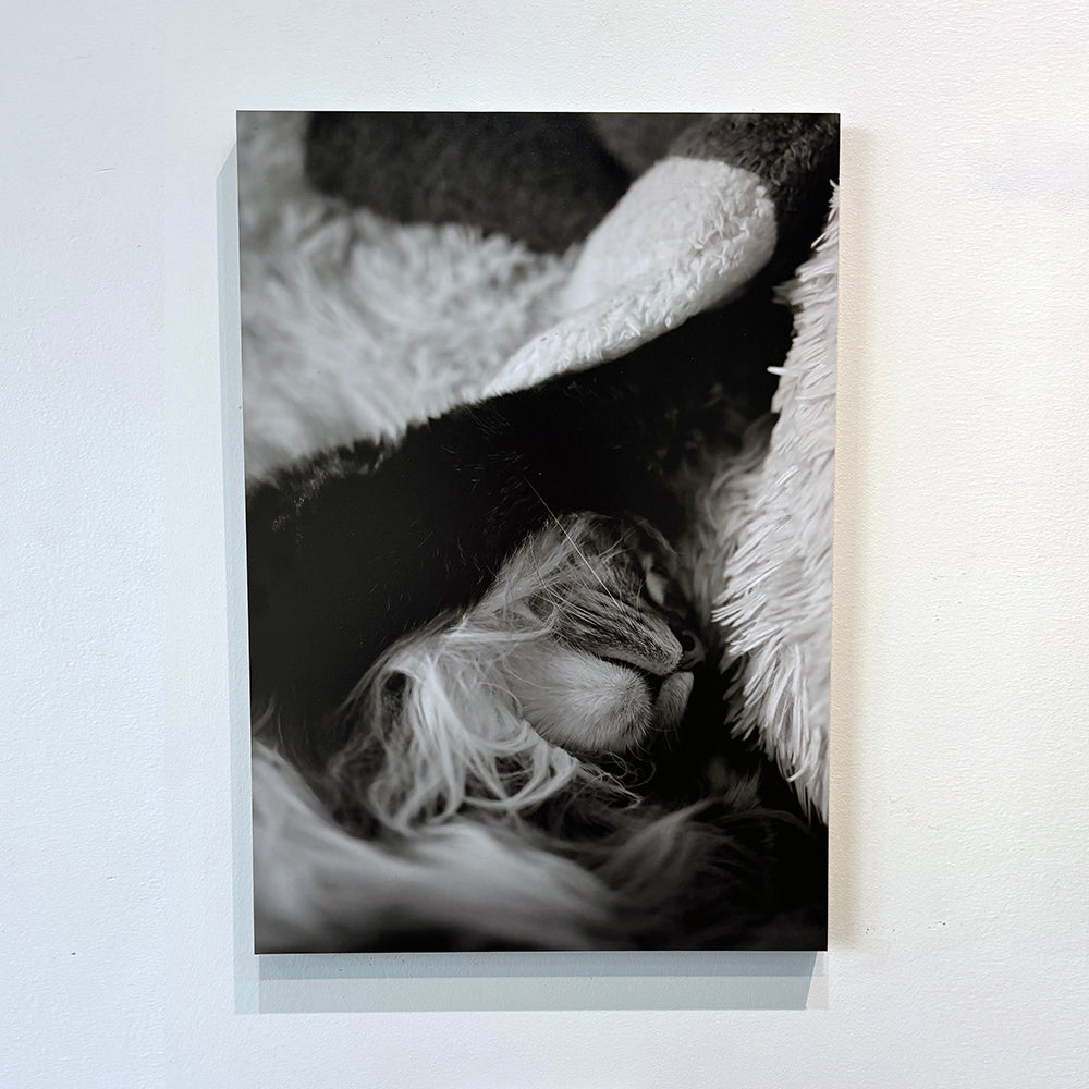 [Autographed] Aoi Arashiki Photo Panel #13 "Dreaming"